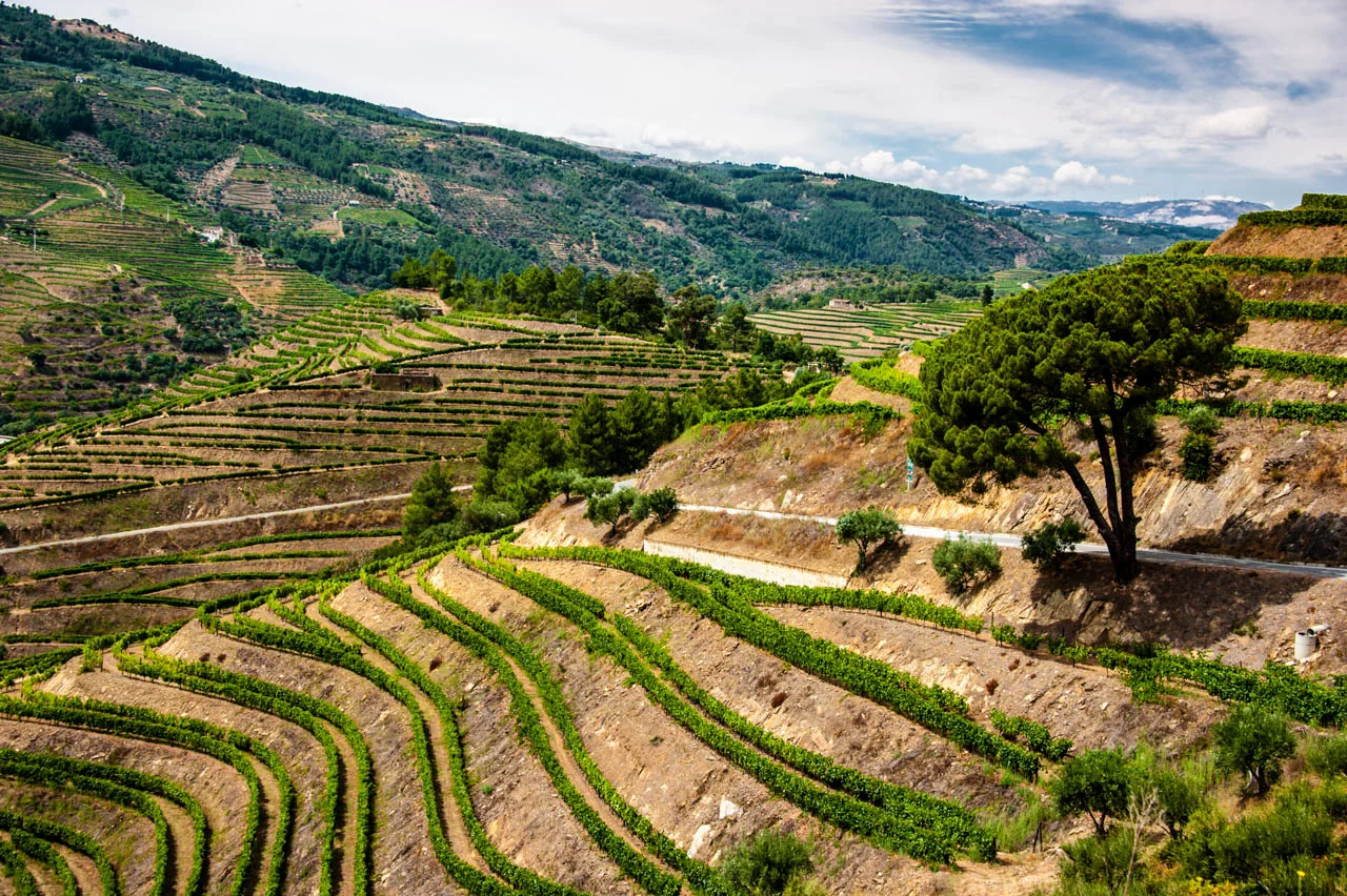 Terraced vineyards across green hills in Portugal’s Douro Valley.